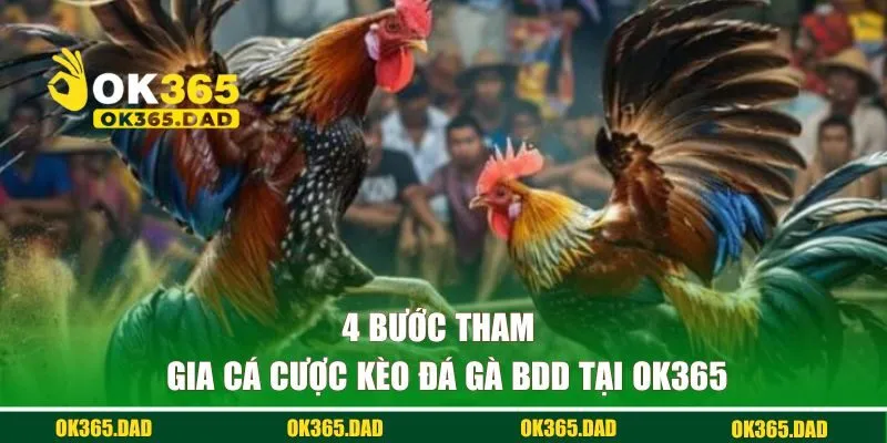 4 bước tham gia cá cược kèo đá gà BDD tại OK365 