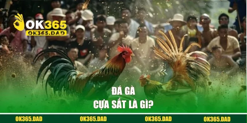 Đá gà cựa sắt là gì? 